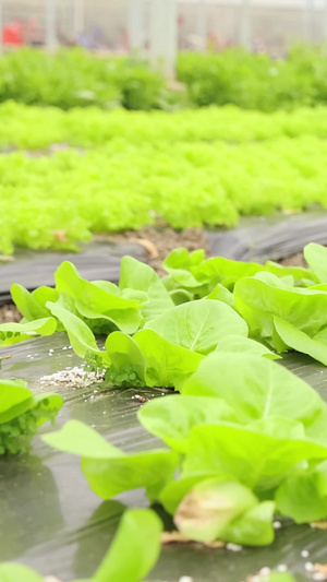 蔬菜大棚里的农民农家菜34秒视频