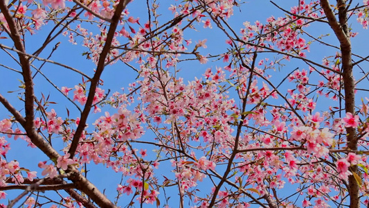春天绽放的樱花合集视频