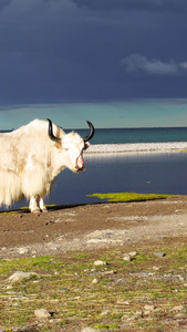 西藏纳木措湖边的牦牛视频