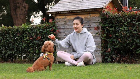 草坪上和泰迪玩耍的少女[游玩]视频