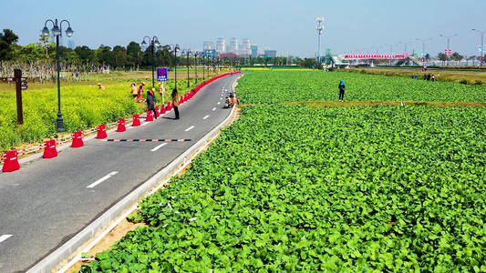 珠海金湖公园内油菜花视频