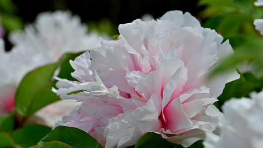 菏泽牡丹花视频