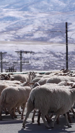 实拍青海海北祁连山放羊群过马路自治州25秒视频