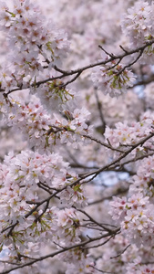 城市春天花季白色樱花树素材春天素材视频