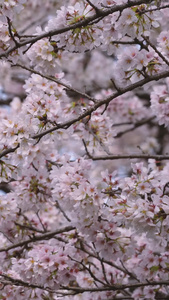 城市春天花季白色樱花树素材樱花素材视频