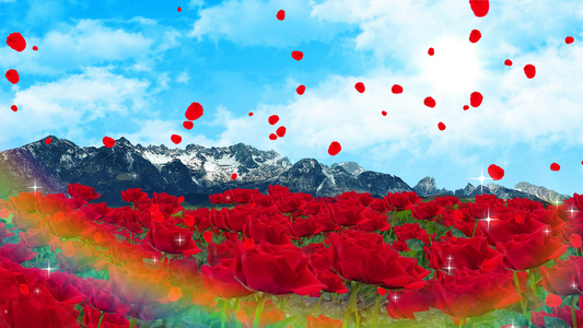 4K唯美的玫瑰花背景素材视频