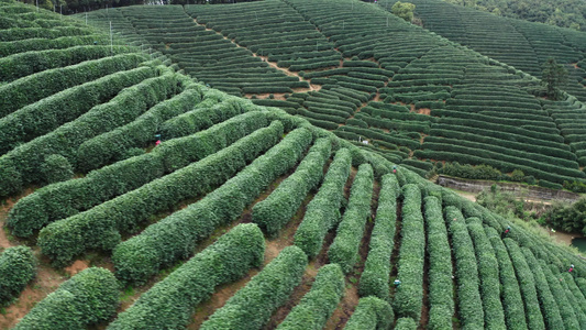 航拍浙江龙坞镇龙坞茶园的茶树视频