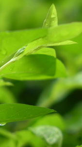 清新唯美的雨中绿植花草微距镜头合集生机勃勃视频