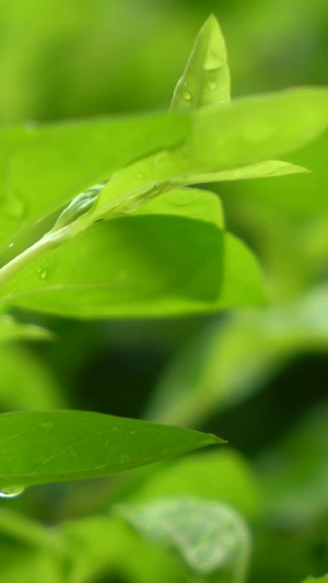 清新唯美的雨中绿植花草微距镜头合集生机勃勃61秒视频