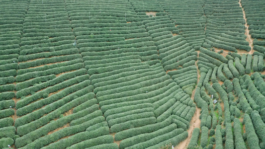 航拍浙江龙坞镇龙坞茶园的茶树视频