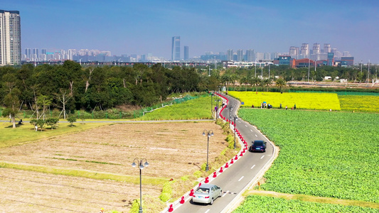 航拍珠海金湖公园小路和油菜花视频