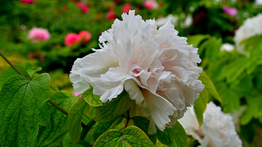 菏泽牡丹花视频