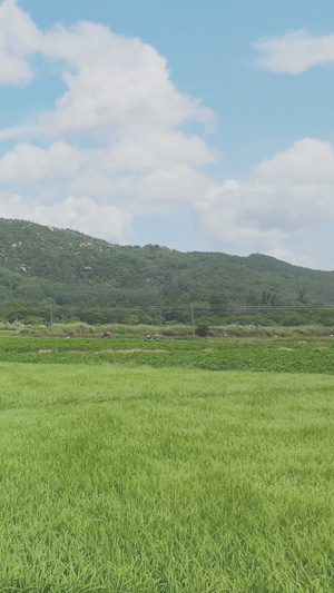 夏季风中美丽的水稻农作物17秒视频