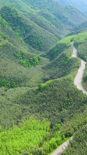 航拍重庆百里竹海大山竹林桐子花亚热带季风气候102秒视频