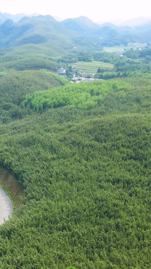 航拍重庆百里竹海大山竹林桐子花自然生态102秒视频