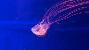 水母海底世界13秒视频
