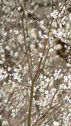 梅花梅花树14秒视频