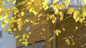 秋冬天树叶实拍素材33秒视频