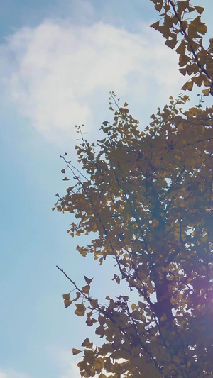 实拍秋天银杏树日光素材金黄色42秒视频