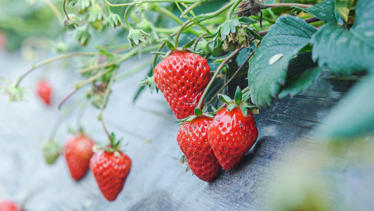 春天草莓成熟季视频