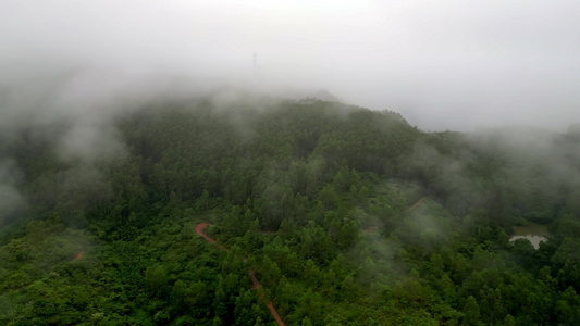 绿色雨林森林山林植物林地视频