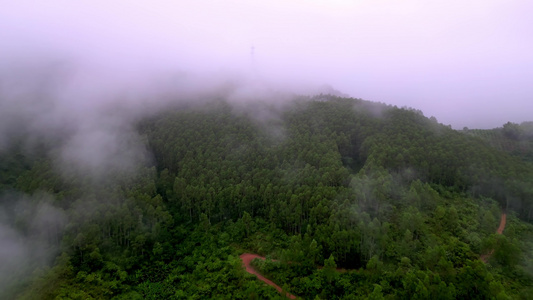 绿色雨林森林山林植物林地视频