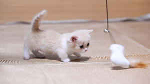乳白曼基康英短小猫咪玩逗猫棒4K19秒视频