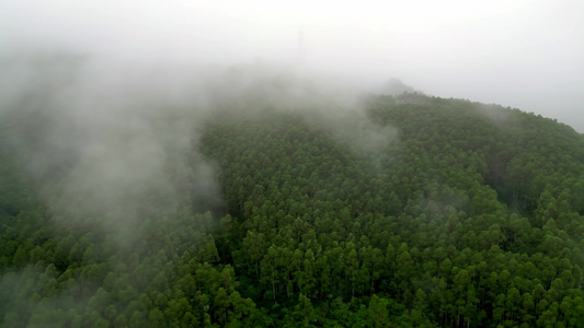 绿色雨林森林山林植物林地视频