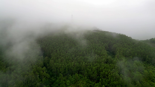 绿色雨林森林山林植物林地视频