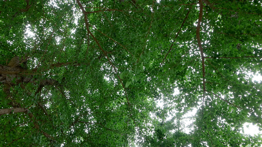 仰视拍摄天空中的树木树叶[高高在上]视频