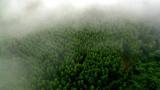 绿色雨林森林山林植物林地视频