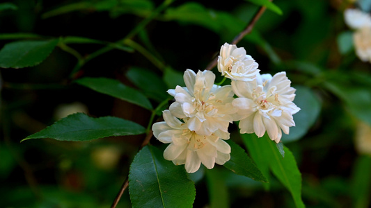 木香花视频