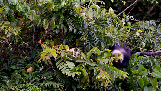 4K广西保护动物白头叶猴视频