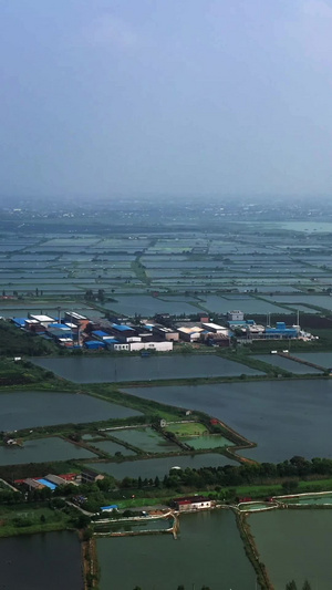 江南鱼米之乡隔湖养殖13秒视频