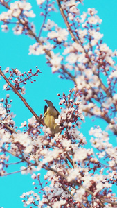 实拍春天唯美樱花树枝上的鸟儿视频素材视频
