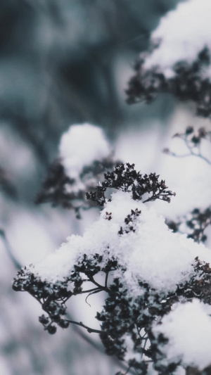 冬天雪花落在枯枝上的积雪飘落的雪花22秒视频