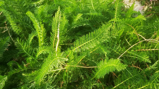 实拍植物果实鲜花视频