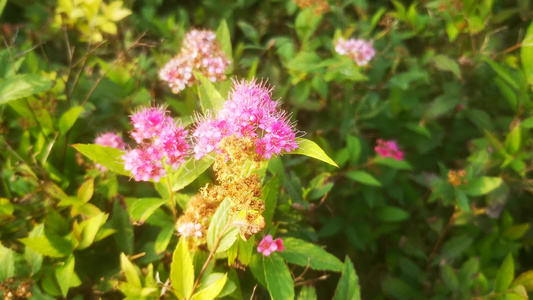 实拍植物果实鲜花视频