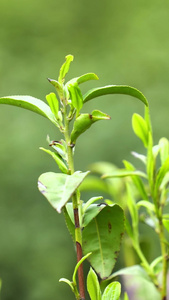 茶园里新鲜的碧螺春嫩芽视频