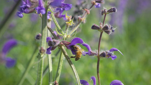 鲜花丛中蜜蜂采蜜升格11秒视频