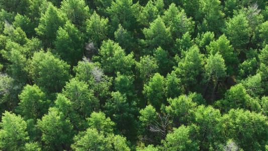 俯拍大兴安岭天然林人工更新造林视频