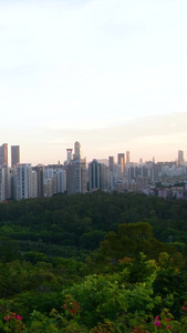 深圳莲花山公园山顶俯瞰建筑群高楼大厦视频