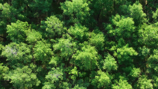 俯拍大兴安岭天然林人工更新造林视频