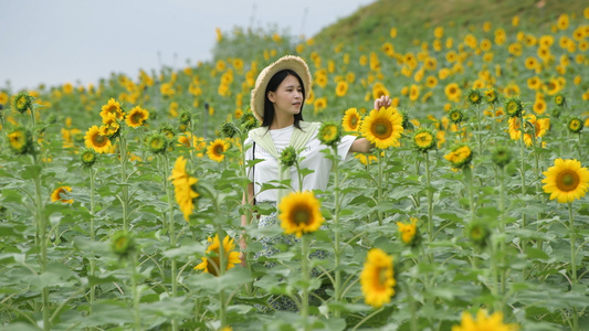 4K向日葵花海里的少女视频