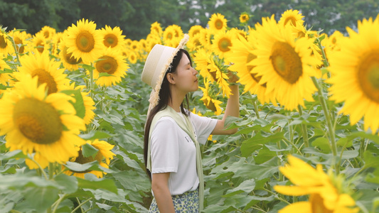  4K向日葵花海里的少女视频