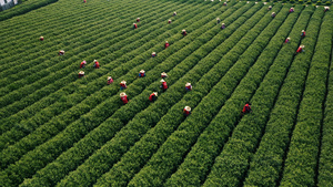 4K航拍采茶时节茶民采茶150秒视频