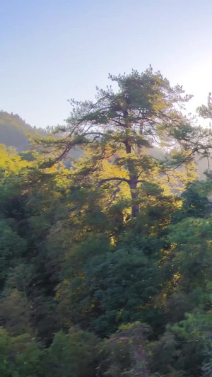 航拍井冈山森林日出阳光大自然清晨44秒视频