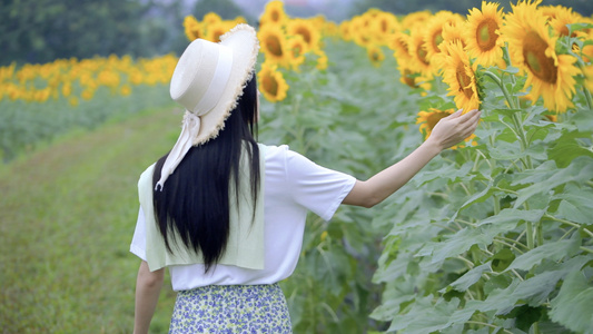  4K向日葵花海里的少女视频