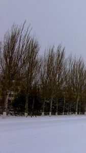 实拍北方飘雪的冬季街道上缓慢行驶的汽车视频