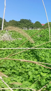 实拍风吹枯草视频